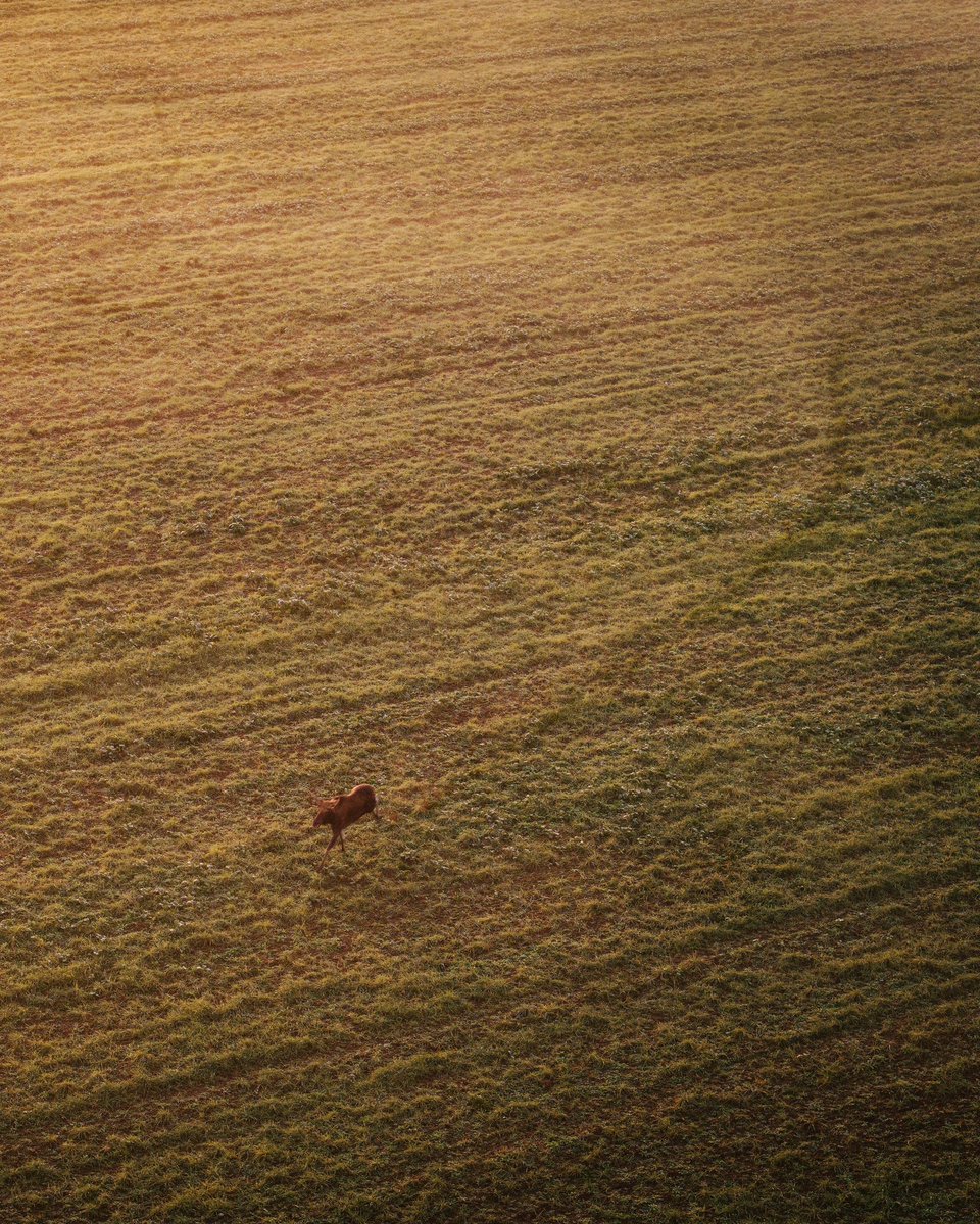 NejauNet's tweet photo. #Upytė #Lithuania #Lietuva #dronas #Mavic3 #mavic3pro #drone #autumn2024 #travellithuania #djimavic3pro #ruduo2024 #hasselblad #hasselbladdrone #mavic3pro3x #mavic3pro7x #briedis #moose #upyte https://t.co/Rb5IUD55X2