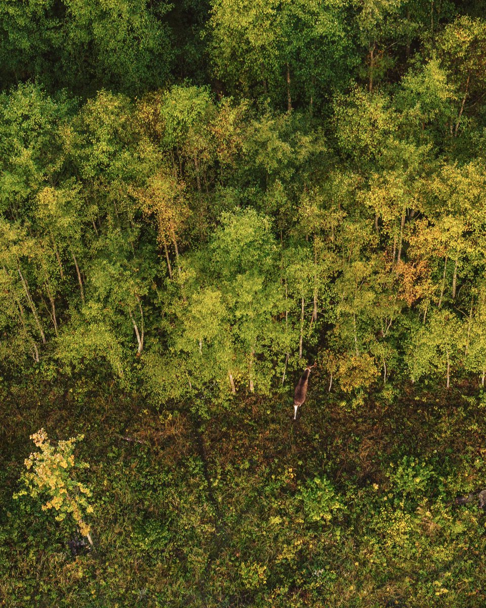 NejauNet's tweet photo. #Upytė #Lithuania #Lietuva #dronas #Mavic3 #mavic3pro #drone #autumn2024 #travellithuania #djimavic3pro #ruduo2024 #hasselblad #hasselbladdrone #mavic3pro3x #mavic3pro7x #briedis #moose #upyte https://t.co/Rb5IUD55X2