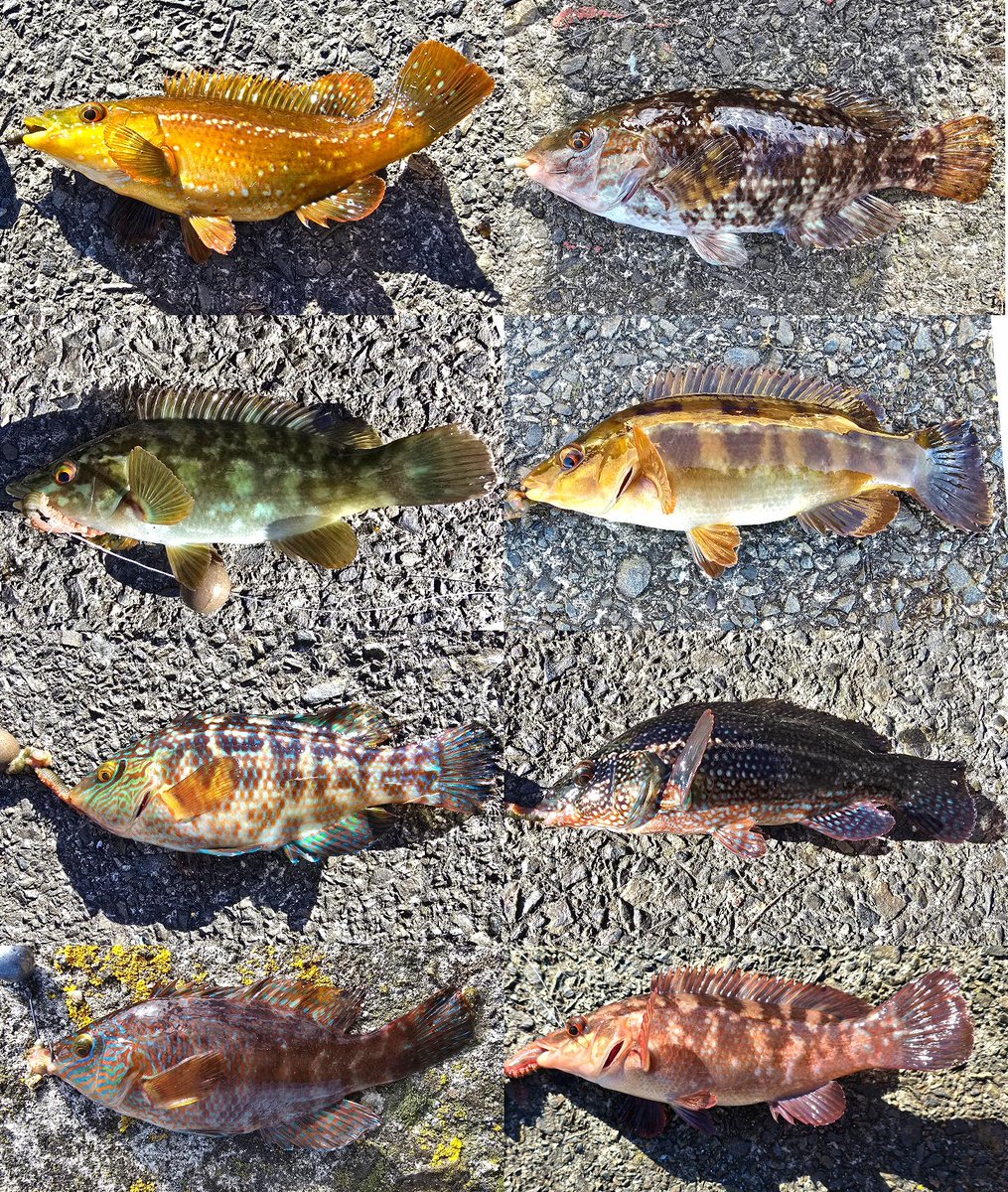 Darren Strick 〓〓 📸 tweet media