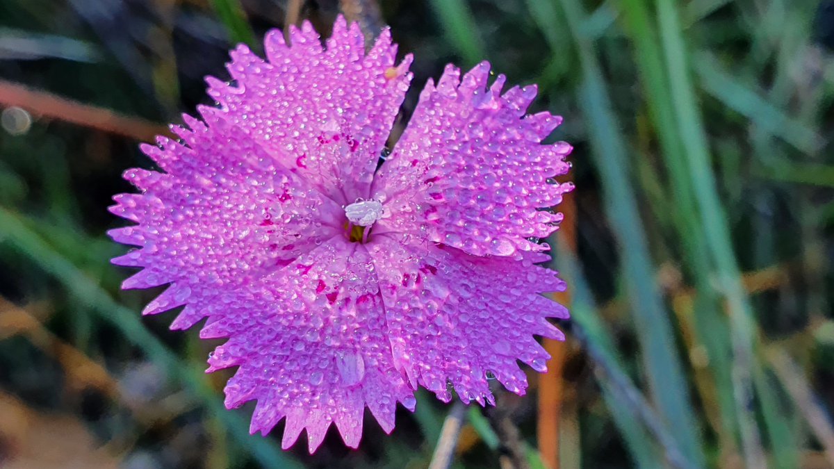 Sabies que el clavell de muntanya (Dianthus seguieri) pot florir durant bona part de l'any (fins i tot en ple desembre) si té suficient insolació? I sabies que...
instagram.com/p/CIgkoBehsJs/…