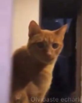 happydag_'s tweet image. Siento que Tato tiene la vibra más parecida a Karime y Norris a Gala JAJAJAJAJAJAJAJAJAJAJAJAJAJAJAJAJAJAJAJA perdón los quiero mucho familia Montes de Oca Pindter 🫶🏻