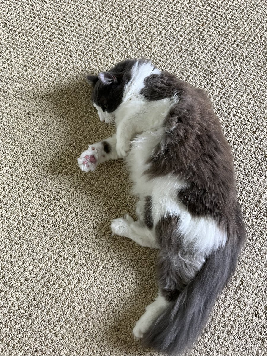 Lacey Johnson Music tweet media