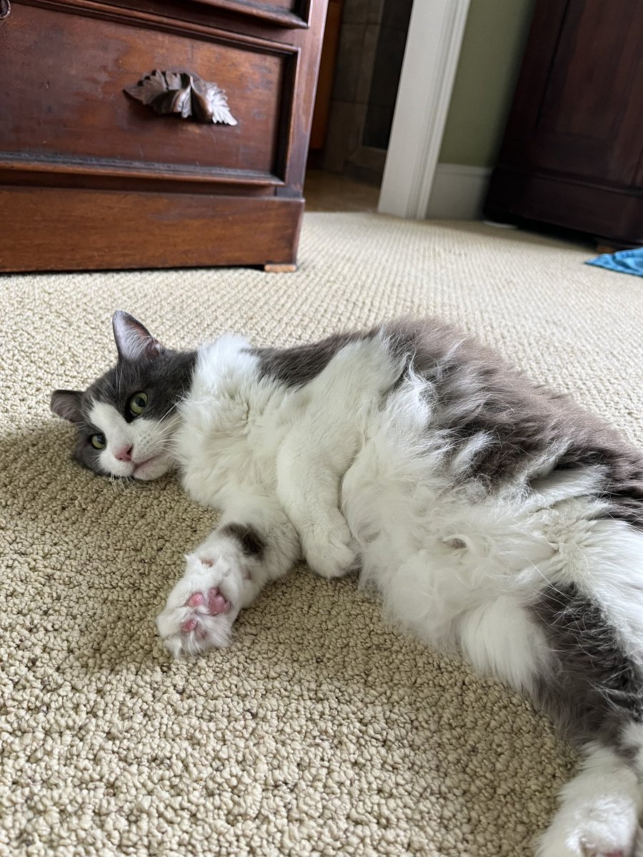 Lacey Johnson Music tweet media