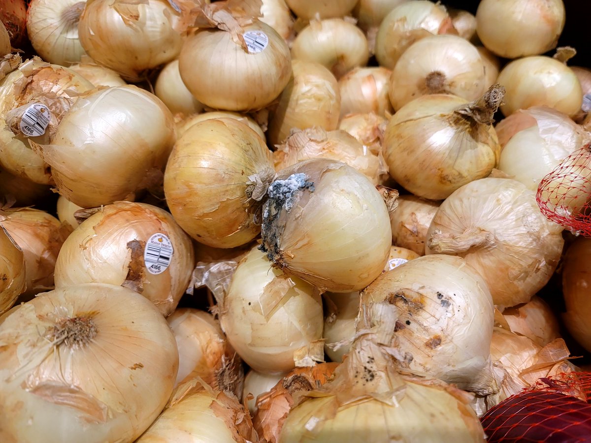 katability's tweet image. Do you know how old an onion has to be to look like this... in the grocery store

What's up w the food supply #ralphs