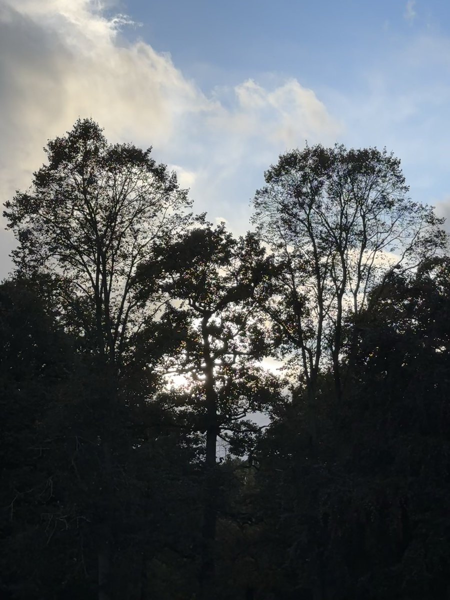 Saw a perfect heart💗 in Roundhay Park.