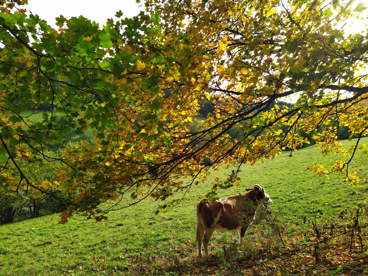 TartanElch tweet media