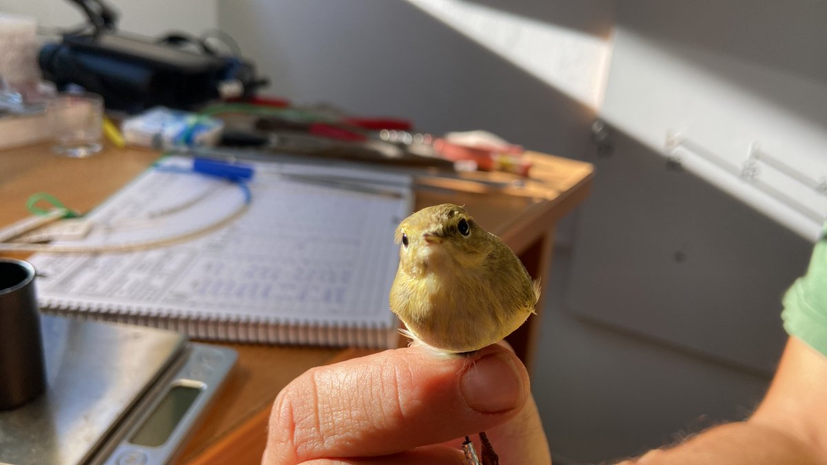 observatori_nat's tweet image. 🐦✨ Avui és el #DiaMundialdelesAusMigratòries, i aquest mosquiter comú ha parat al Delta de l’Ebre. Potser es quedarà a hivernar aquí o seguirà cap al sud. Com ho podem saber? 👀 Obrim fil🧵