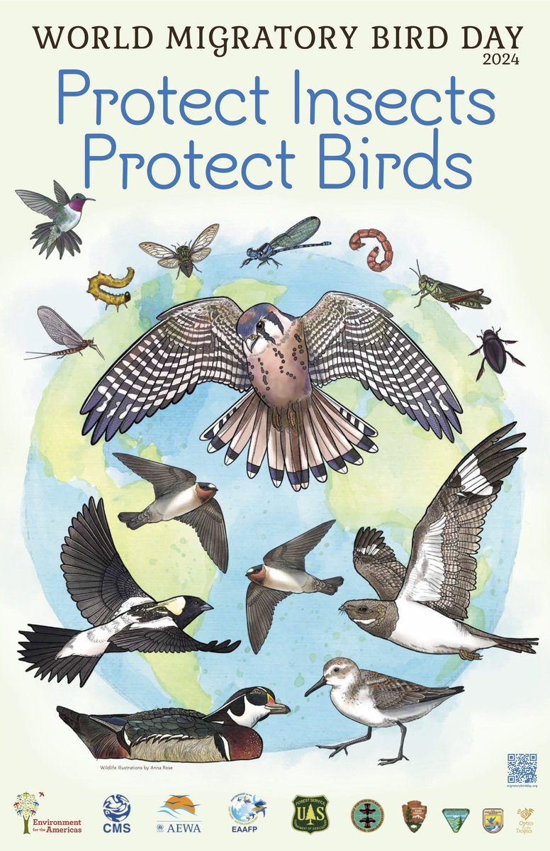 World Migratory Bird Day 2024 theme #ProtectInsectsProtectBirds highlights the crucial links btwn species &amp; their importance for healthy ecosystems. Collapsing insect populations are linked with declining bird populations so protecting insects protects birds!!!!