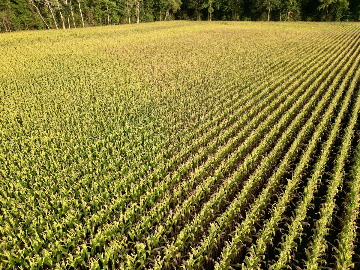 Isaac Orth (@orthisaac_) on Twitter photo A look back <a href="/nickhiem/">Nick Hiemstra</a> farm. Seeing a big difference in kernal size which was expected. But we are also seeing a huge difference in stand-ability which before this year maybe wasn’t something we considered when making fungicide decisions. <a href="/BASFAgSolutions/">BASF Agricultural Solutions Canada</a> A look back <a href="/nickhiem/">Nick Hiemstra</a> farm. Seeing a big difference in kernal size which was expected. But we are also seeing a huge difference in stand-ability which before this year maybe wasn’t something we considered when making fungicide decisions. <a href="/BASFAgSolutions/">BASF Agricultural Solutions Canada</a>