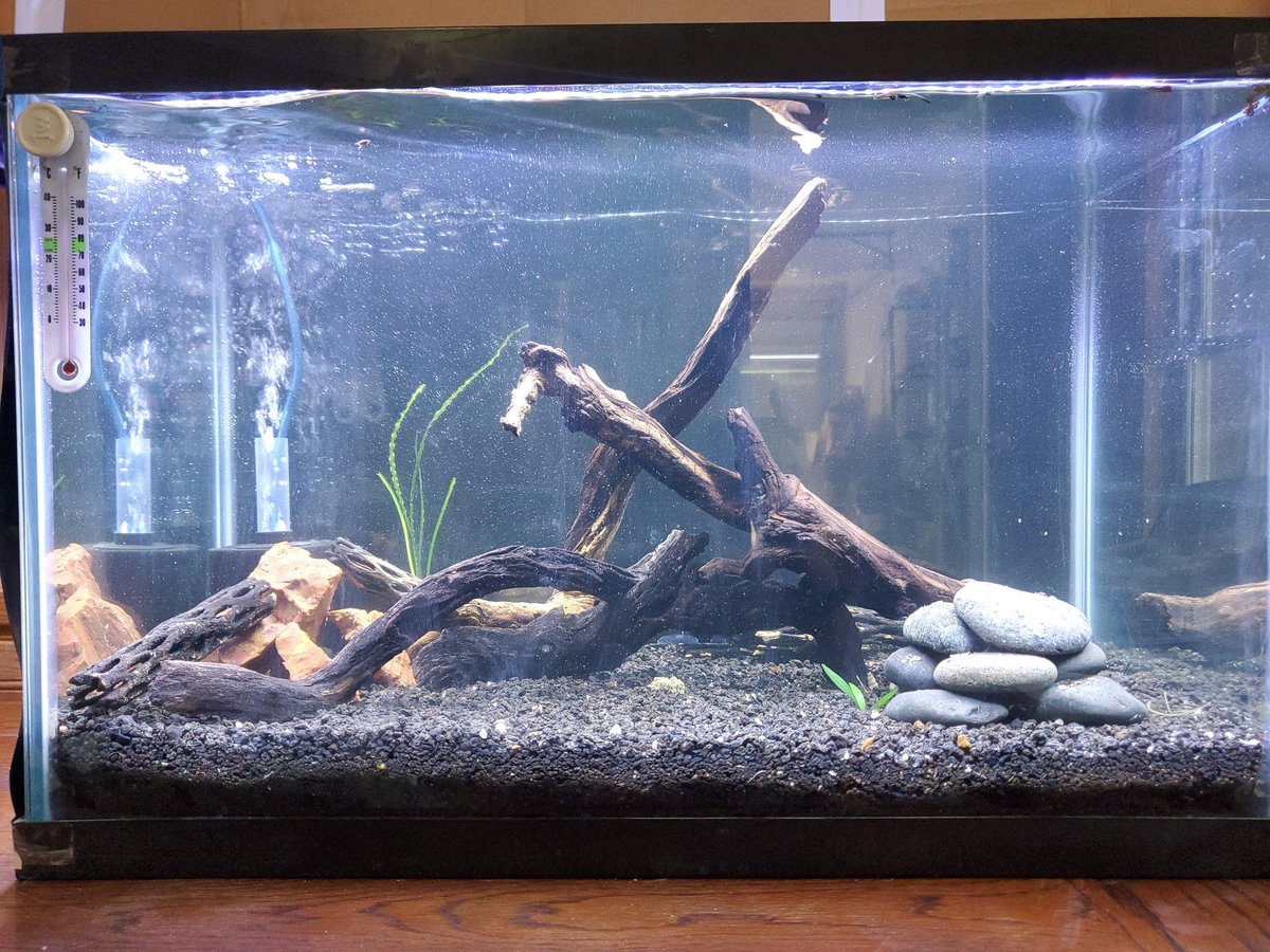 bigtexstanks's tweet photo. Who wants to take on the $1000 tank challenge? Going off #aquariumcoop video. Shrimp and fish will be here next week. YouTube video coming soon. https://t.co/aHouybSfVl