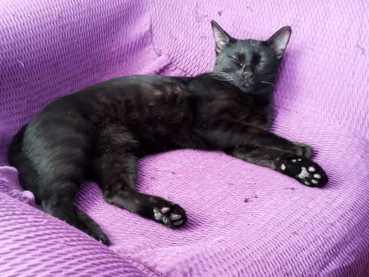 4catsVLC's tweet photo. Puede haber algo más dulce que un gatito durmiendo? 😍

Tiny y Trufa son así de cuquis, te cae la baba solo verlos.

Son dulces, simpáticos, Tiny es activo y jugueton, Trufa es más calmada.

Dos mejor que uno!

#Valencia Silvia 635 12 78 55 (WhatsApp)

#AdoptaNoCompres #gatito https://t.co/I61aYPAJP6