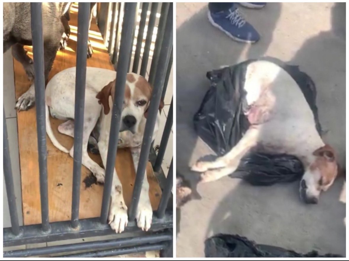 Şekilciliği bir kenara bırakın ve barınaktan hayvan sahiplenin ! 
Satın alma sahiplen diye kendimizi parçalıyoruz alın işte  sonucu çok ağır oluyor 😿