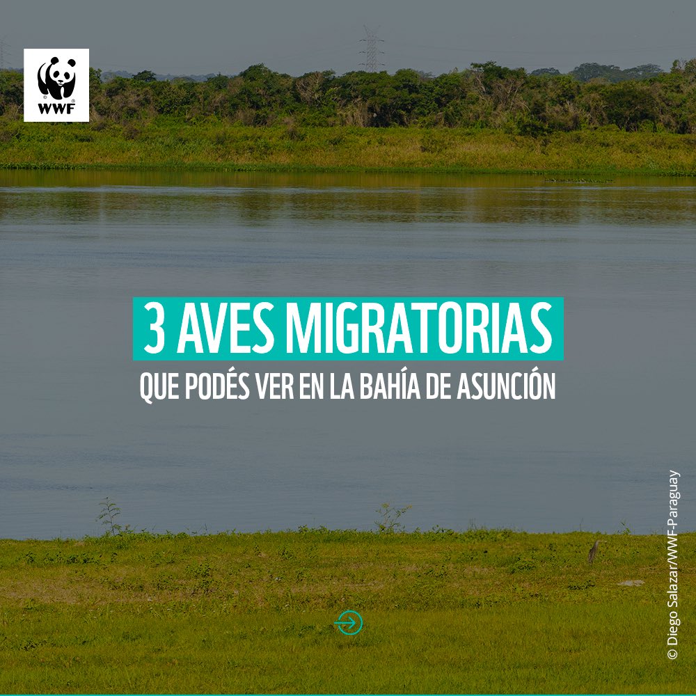 WWFpy's tweet photo. ¿Sabías que la Bahía de Asunción es uno de los principales spots de las Aves Migratorias en Paraguay? 🐦‍⬛

Te contamos 3 especies de aves migratorias que podés observar en este lugar. 💚

#DíaDeLasAvesMigratorias https://t.co/iUNR2Uhs7Z