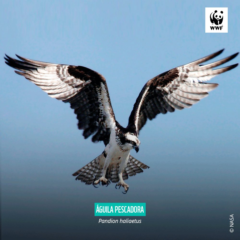 WWFpy's tweet photo. ¿Sabías que la Bahía de Asunción es uno de los principales spots de las Aves Migratorias en Paraguay? 🐦‍⬛

Te contamos 3 especies de aves migratorias que podés observar en este lugar. 💚

#DíaDeLasAvesMigratorias https://t.co/iUNR2Uhs7Z