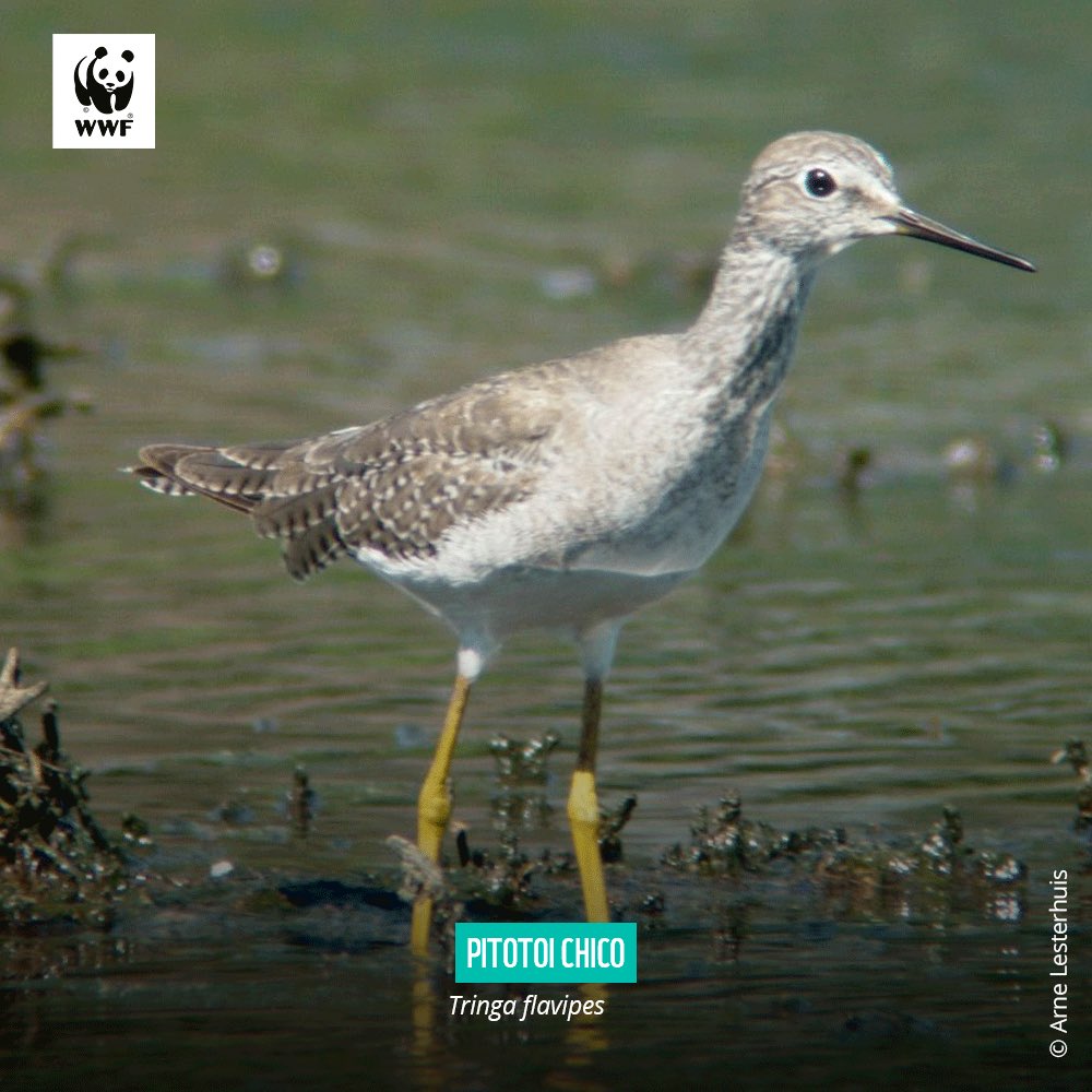 WWFpy's tweet photo. ¿Sabías que la Bahía de Asunción es uno de los principales spots de las Aves Migratorias en Paraguay? 🐦‍⬛

Te contamos 3 especies de aves migratorias que podés observar en este lugar. 💚

#DíaDeLasAvesMigratorias https://t.co/iUNR2Uhs7Z