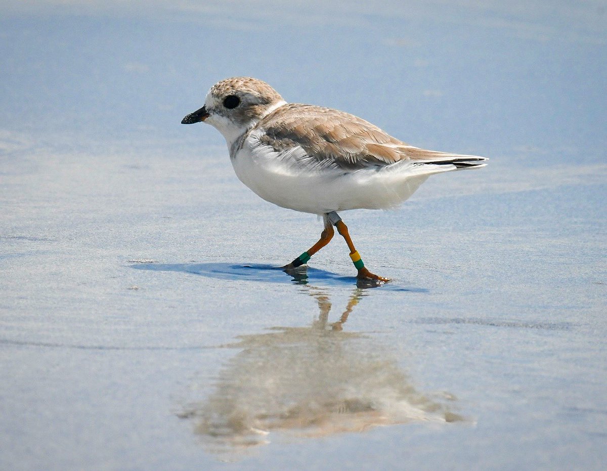NYC Plover Project tweet media