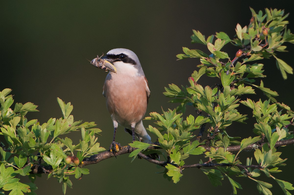 Anthonie Stip (@birdingstip) on Twitter photo Grauwe klauwier en nachtzwaluw eten veel (grote) insecten. Hoe kan het dat hun populaties bij ons flink toenemen, ondanks brede afname van insecten?
Marijn Nijssen ontrafelt deze en andere vragen in de nieuwe <a href="/ToekomstNatuur/">Toekomst voor Natuur</a>
open.spotify.com/episode/1ShUhQ…
📸 Saxifraga - Joerg Mager Grauwe klauwier en nachtzwaluw eten veel (grote) insecten. Hoe kan het dat hun populaties bij ons flink toenemen, ondanks brede afname van insecten?
Marijn Nijssen ontrafelt deze en andere vragen in de nieuwe <a href="/ToekomstNatuur/">Toekomst voor Natuur</a>
open.spotify.com/episode/1ShUhQ…
📸 Saxifraga - Joerg Mager