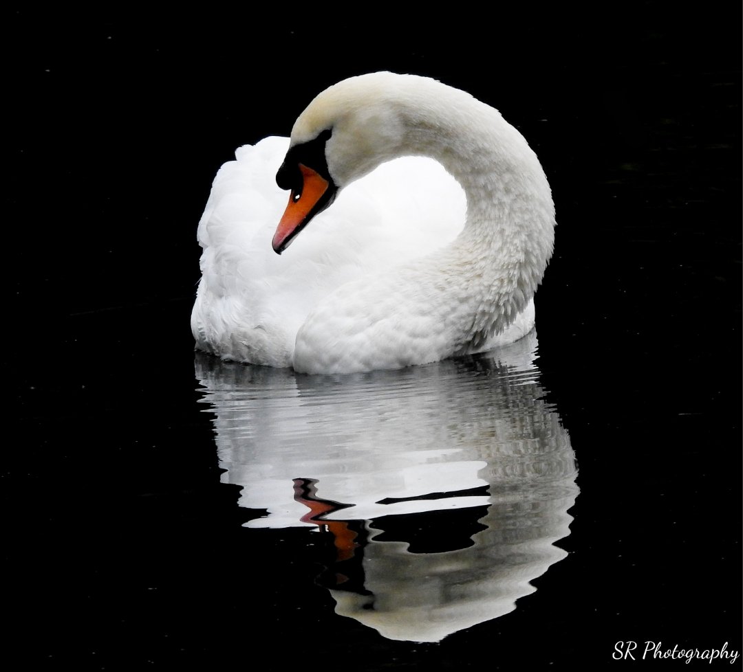 BirdwatcherThe's tweet photo. Possibly the best photo I have ever taken. Super proud 😊. Swan at #daisynook today. #nature #naturephoto @BBCCountryfile #birdphotography #nikon https://t.co/UgmhmzaBcw
