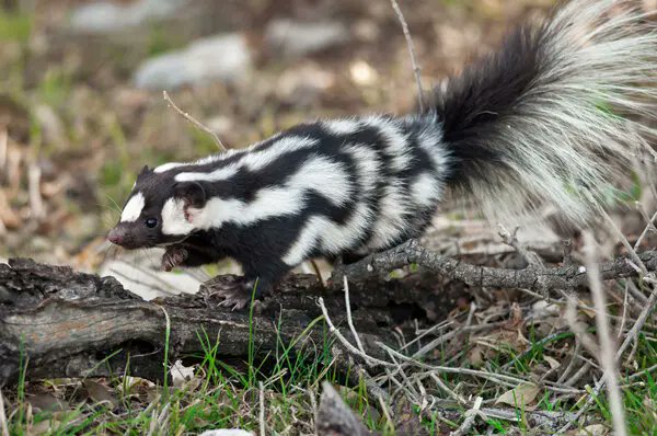 KoasterFunk's tweet photo. @AnimalRoyale I've been wanting to see a 'European Spotted Skunk' since you guys added skunks. One of my favorite critters of all time. https://t.co/crqUcRKnhC