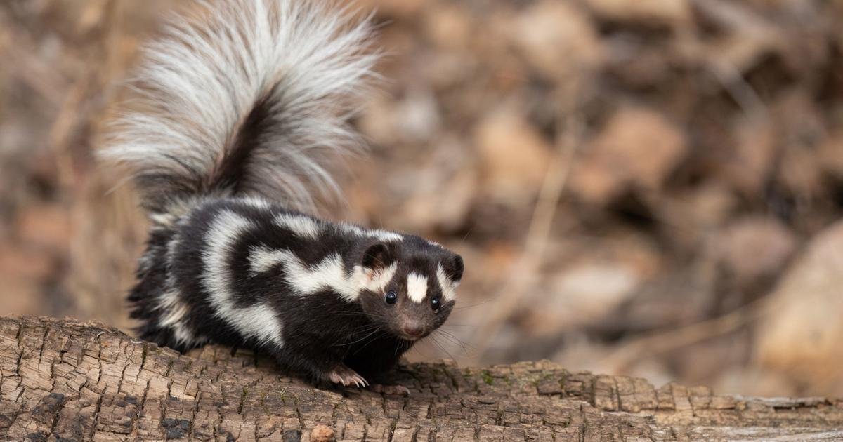 KoasterFunk's tweet photo. @AnimalRoyale I've been wanting to see a 'European Spotted Skunk' since you guys added skunks. One of my favorite critters of all time. https://t.co/crqUcRKnhC