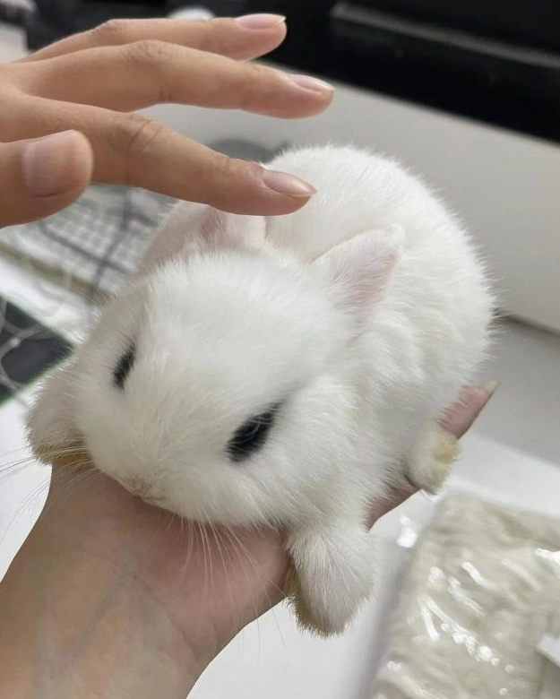 RabbitEveryHour's tweet photo. https://t.co/JgSqnNgrLM