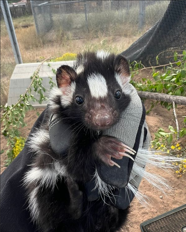 KoasterFunk's tweet photo. @AnimalRoyale I've been wanting to see a 'European Spotted Skunk' since you guys added skunks. One of my favorite critters of all time. https://t.co/crqUcRKnhC