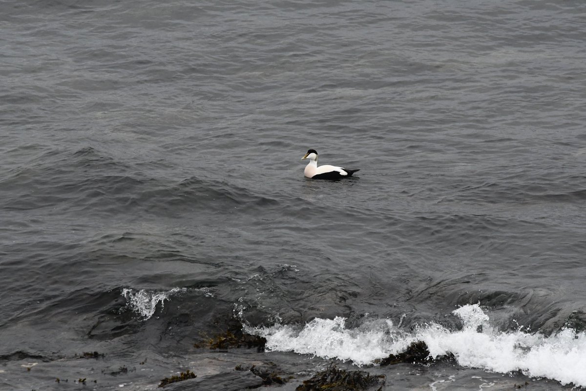 Calf of Man Bird Observatory tweet media