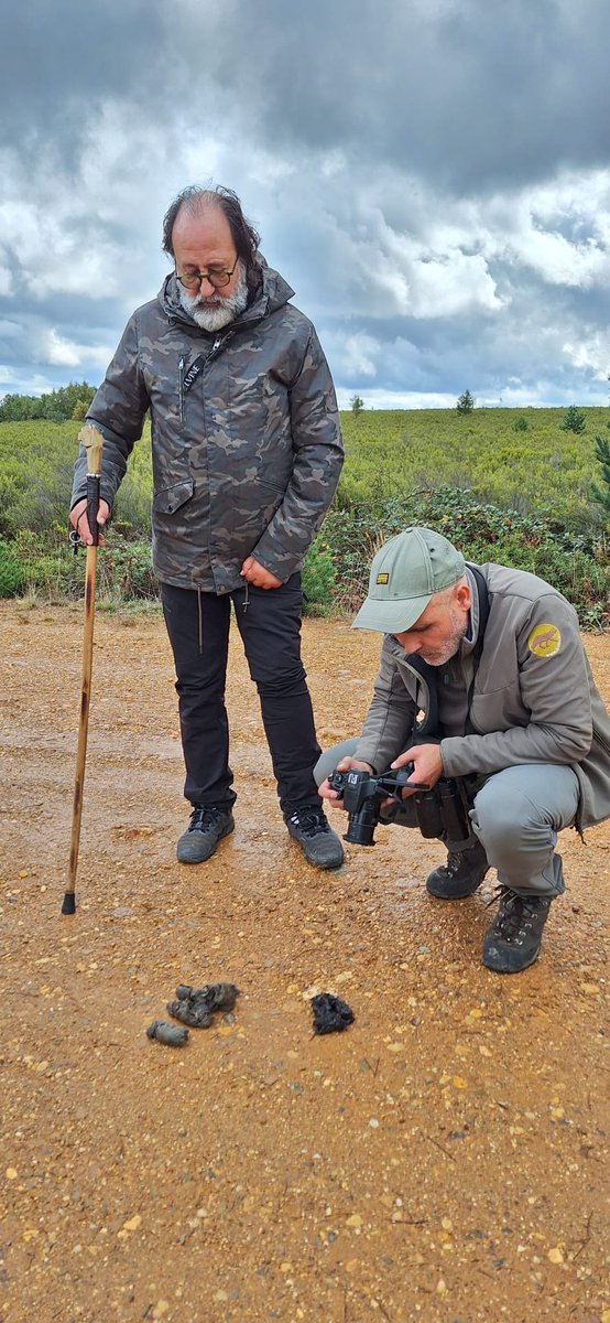 Hoy #12deoctubre, mi homenaje a España,ha sido venirme a la Sierra de la Culebra a la patria del lobo ibérico.En ella con Javier Talegon de <a href="/info_llobu/">Llobu</a>, hemos encontrado excrementos y otros esperanzadores indicios de su presencia