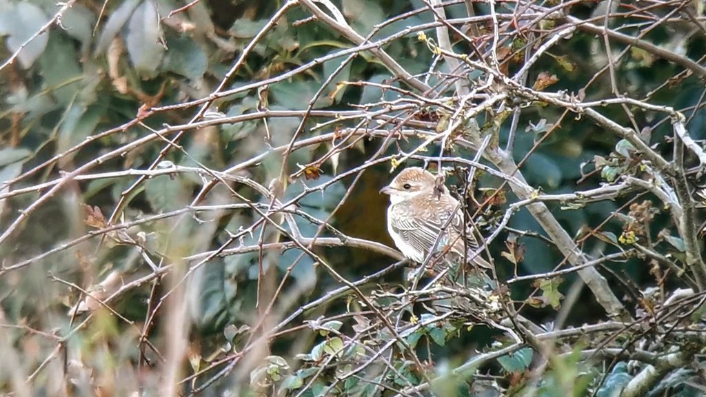 Today's Bockhill visit was far more rewarding than in 2009! In a freshening wind, the early signs weren't good ~ unfamiliar site, no one around, big bushes! But we pinned down the super 1w Red-backed Shrike late on &amp; it was rather fine. Thx to <a href="/NigeJarman/">Nige Jarman</a> for local info &amp; tips👌