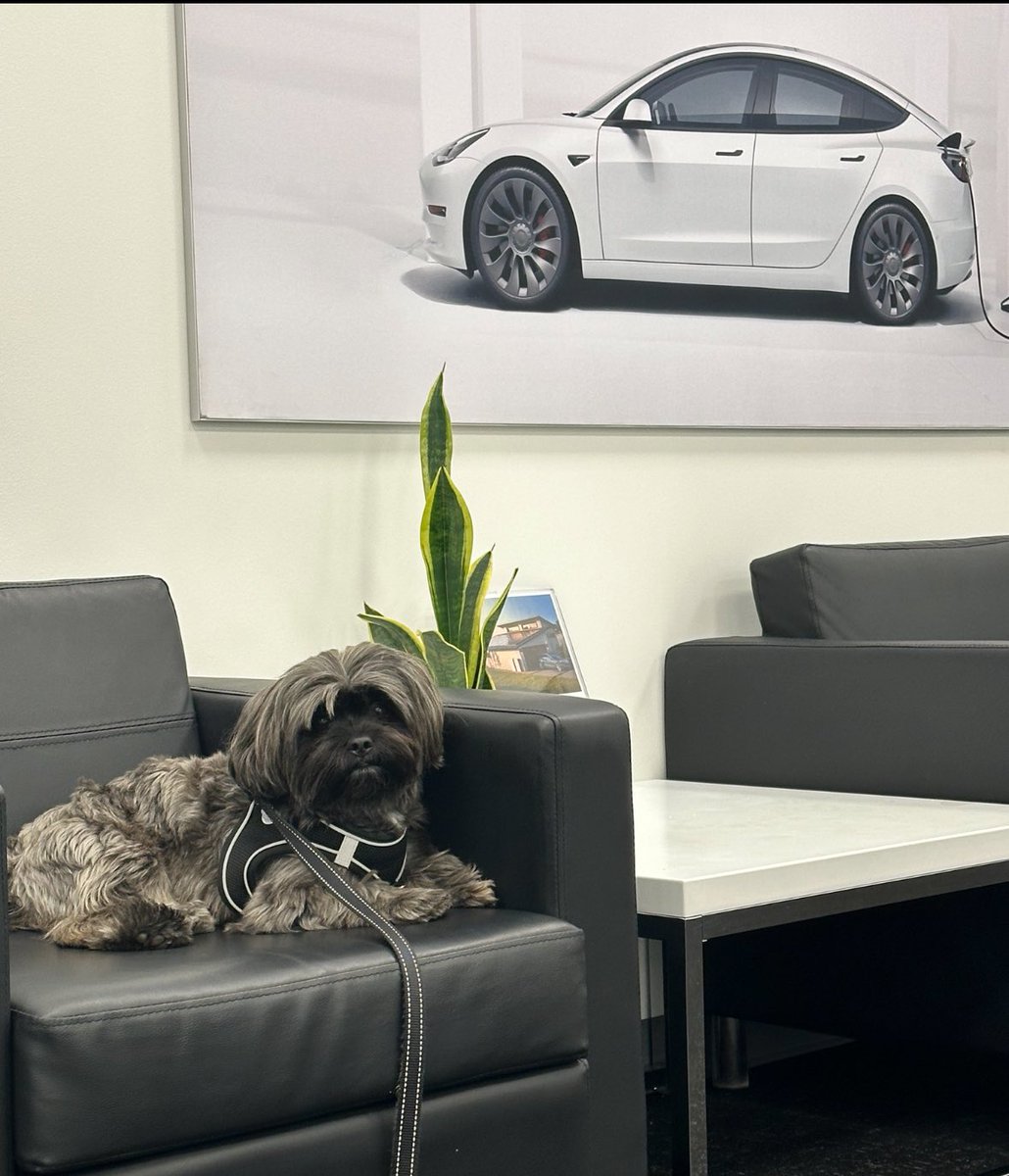 RareLeapling's tweet photo. Dog mode 🚗🐶❤️ TSLA https://t.co/3GzutvgjYX