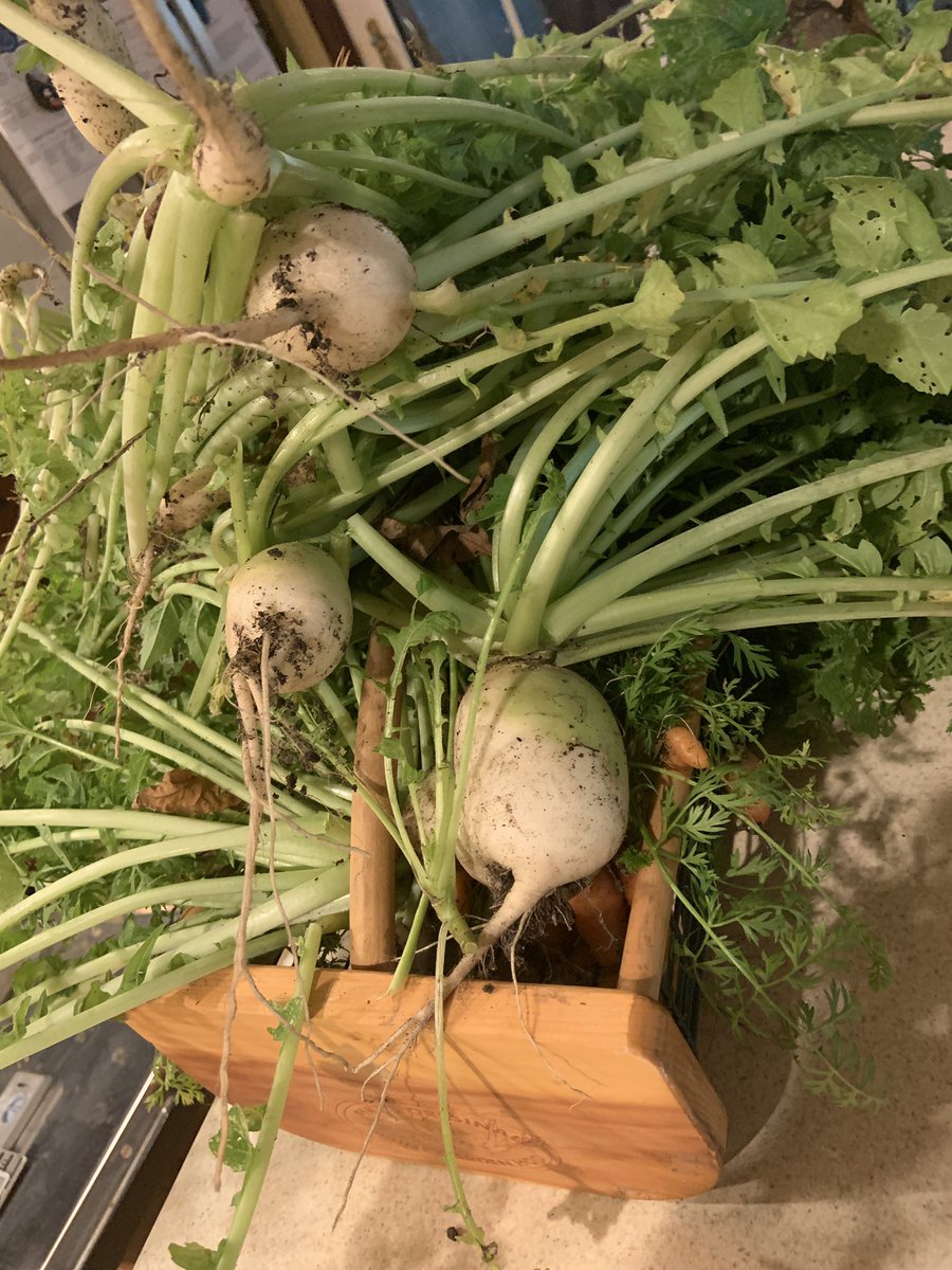 Korean radishes from the #ShadeGarden

#GardeningX