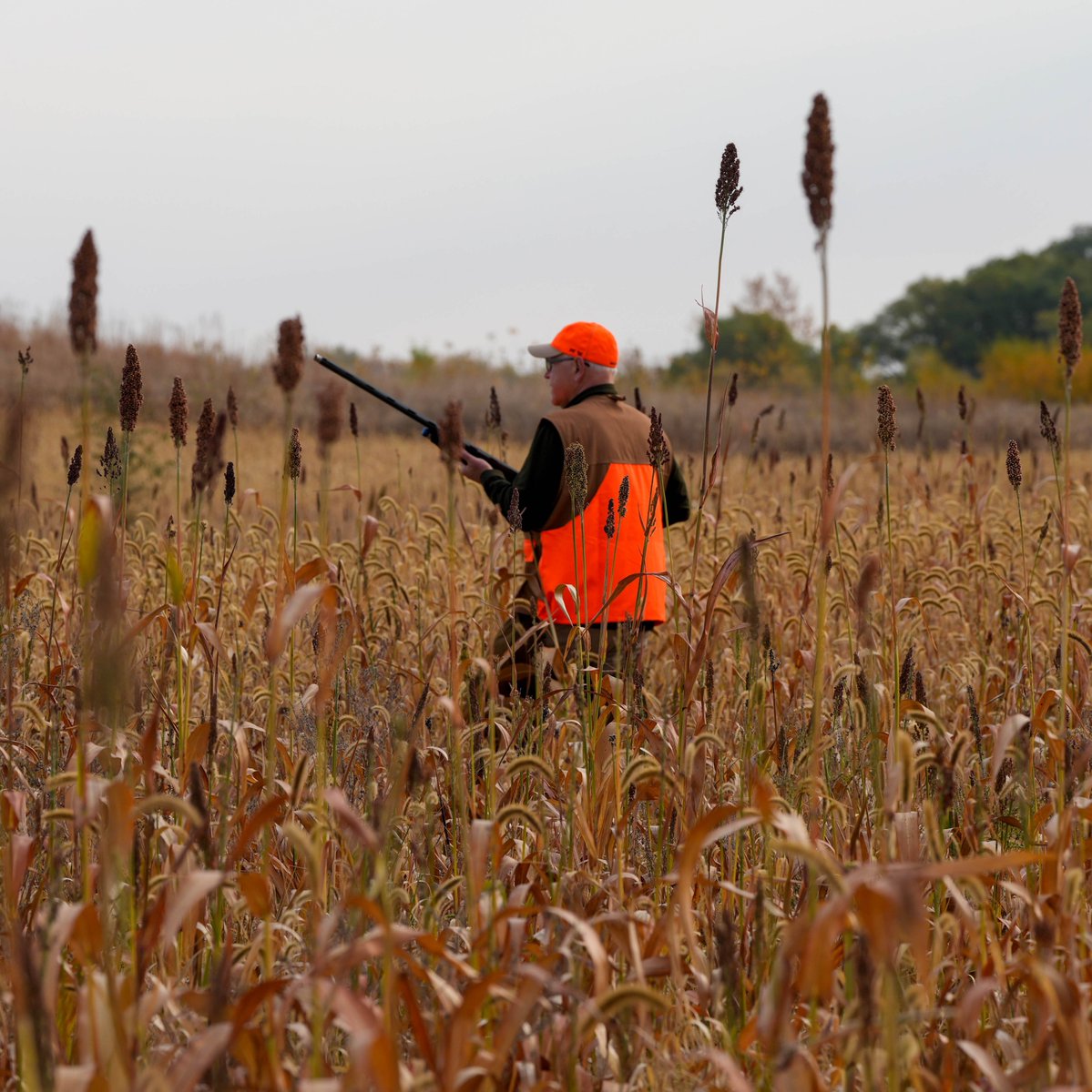 Tim Walz tweet media