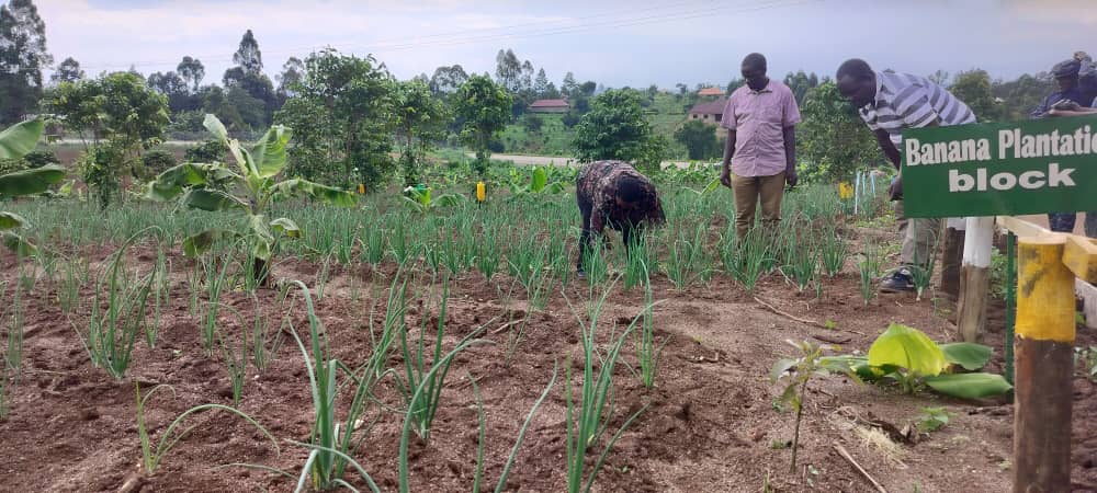 NABBANJA ROBINAH (@r_nabbanja) on Twitter photo I spent part of today at my model farm in Kakumiro town council, Kakumiro district supervising a number of enterprises. These are aimed at promoting H.E President <a href="/KagutaMuseveni/">Yoweri K Museveni</a>'s 4 acre model approach to wealth creation and also act as a model for the general public to study I spent part of today at my model farm in Kakumiro town council, Kakumiro district supervising a number of enterprises. These are aimed at promoting H.E President <a href="/KagutaMuseveni/">Yoweri K Museveni</a>'s 4 acre model approach to wealth creation and also act as a model for the general public to study