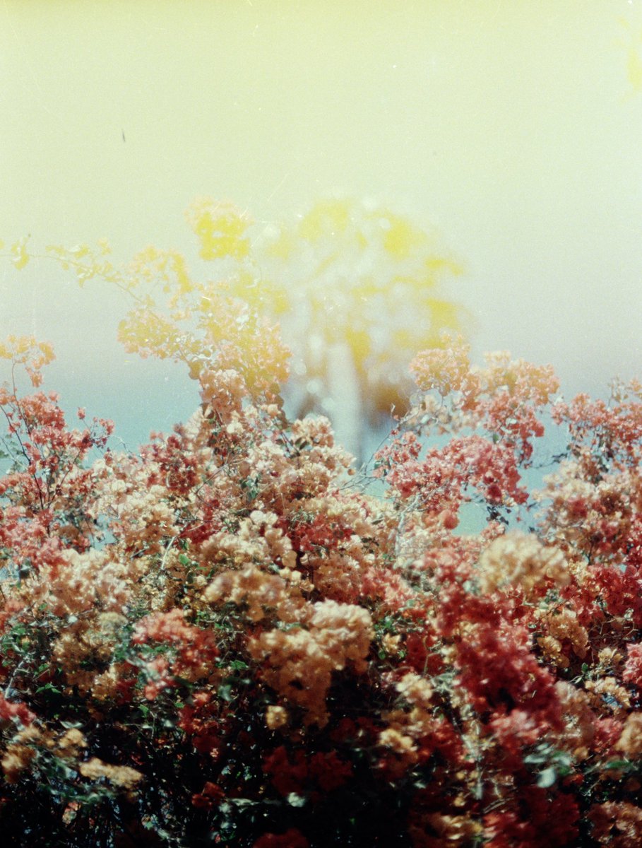 Day 12 : Bouquet #31themesanalogchallenge