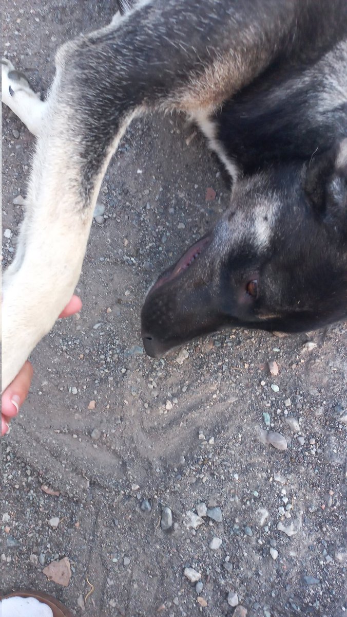 Panda dan sonra ilk seni sevdim ve sen bugün anne oldun ihtiyaç duyup evimin önüne gelip bana sesler çıkardın yavrularının yerini gösterdin sizler öyle güzelsiniz ki her biriniz gözleriniz ile kendinize ait sesleriniz ile birçok şeyi anlatabiliyorsunuz.
İyi ki Köpük 🐾