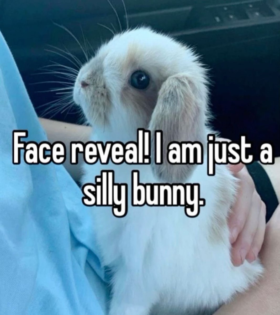 Bunnies (@rabbiteveryhour) on Twitter photo 