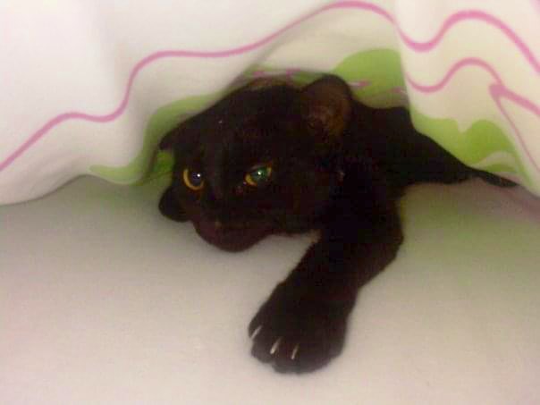 Sazplayz tweet media