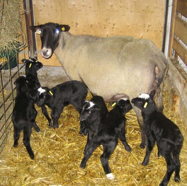 Do you know that one female goat can give birth to 6 kids?. Time to make money is now!