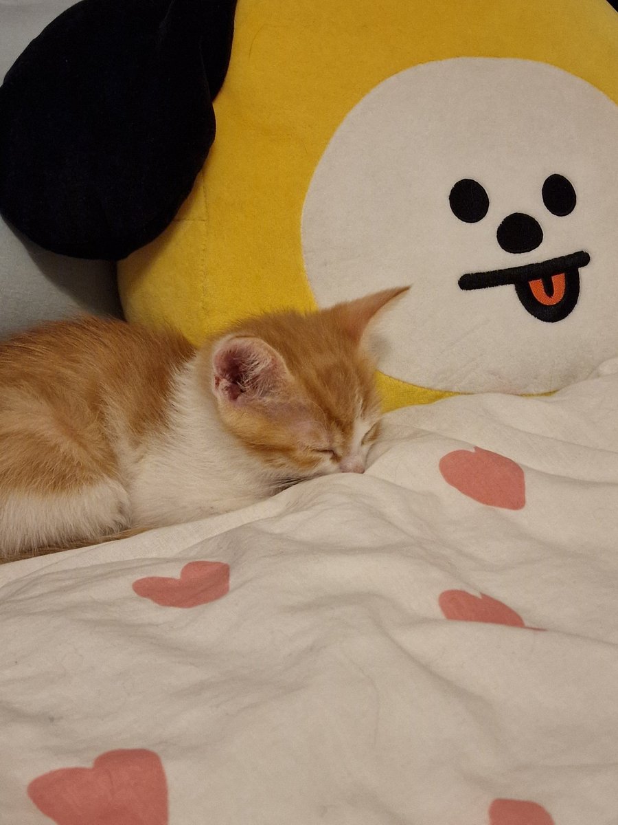 lxttleblue's tweet photo. Happy Birthday from Jimins biggest fan 🥺❤️ -my cat

@BTS_twt
#HappyJiminDay
#JiminOurMuse
#29YearsofLight
#OctoberSweetheartJimin
#1013Angel
#EnchantingVoiceJimin
#DanceGodJimin
#ProudofOurArtistJimin
#WithJiminTillTheEnd
#지민아_너를_기다린_데이 https://t.co/CMYiHomSxd