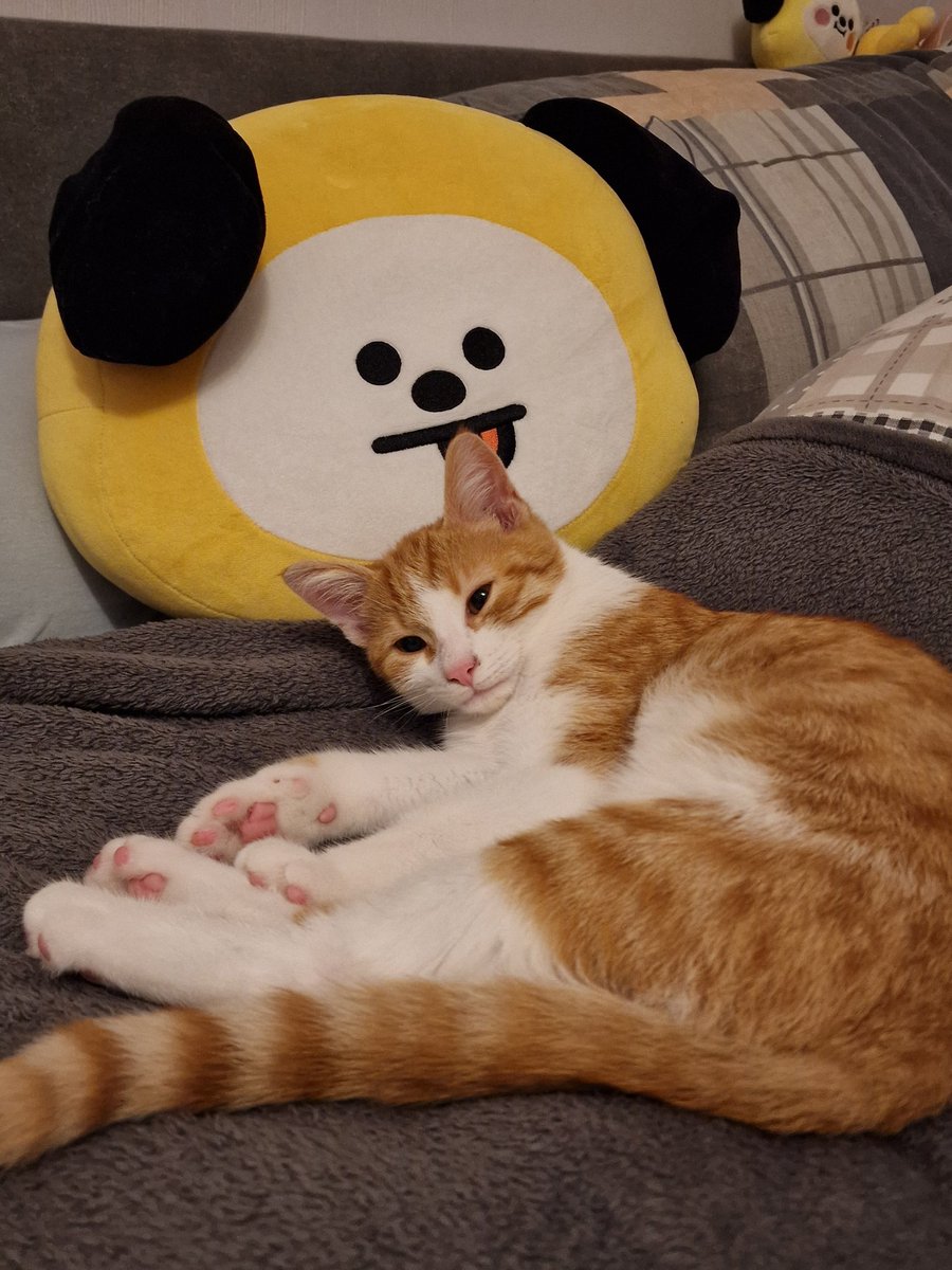 lxttleblue's tweet photo. Happy Birthday from Jimins biggest fan 🥺❤️ -my cat

@BTS_twt
#HappyJiminDay
#JiminOurMuse
#29YearsofLight
#OctoberSweetheartJimin
#1013Angel
#EnchantingVoiceJimin
#DanceGodJimin
#ProudofOurArtistJimin
#WithJiminTillTheEnd
#지민아_너를_기다린_데이 https://t.co/CMYiHomSxd