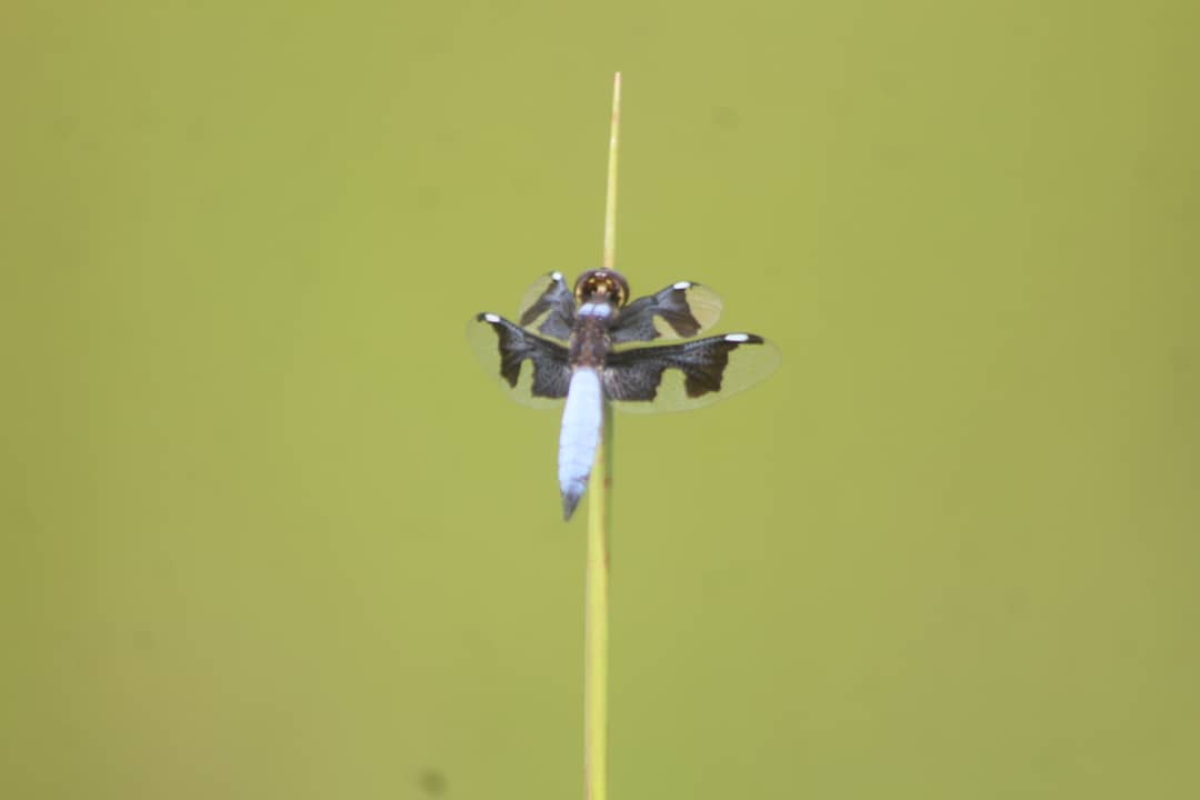 Talatu Tende tweet media