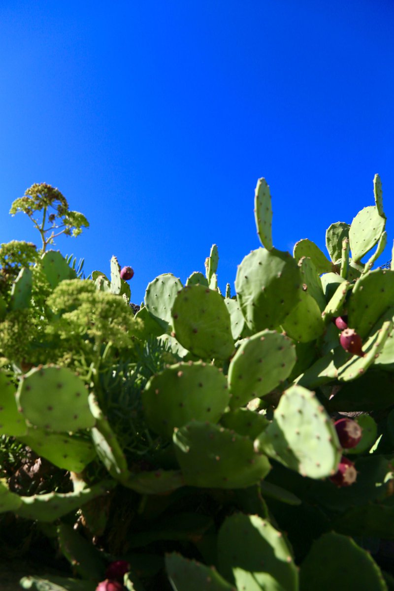 casa_lacavera's tweet photo. シチリアのサボテンたち🌵
名をフィーキディンディアという🌵

#BillyBabe 
#BookExpo2024xOG 
#FayeYouAreMine 
#Lebanon https://t.co/giAU34vUJb