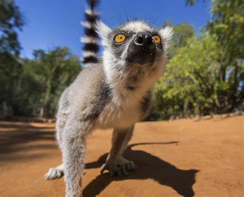 nashzoovet's tweet photo. It's a lemur take over for #WorldLemurWeek! #Lemurs are primates that are only found on the island of Madagascar. Come celebrate with us by visiting our two families of lemurs at Nashville Zoo. #nashvillezoo https://t.co/fSDoZwaWGo