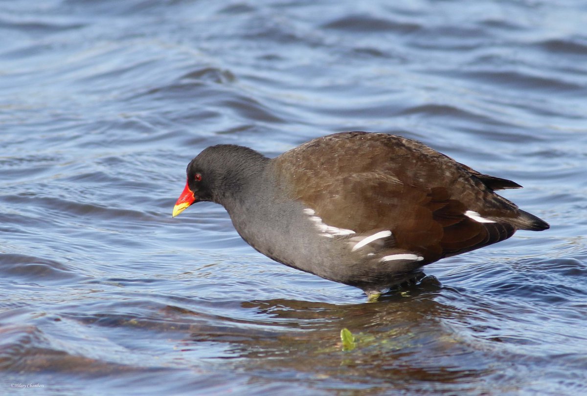 Male and female Gadwall and Moorhen from yesterday <a href="/DurhamBirdClub/">Durham Bird Club</a>