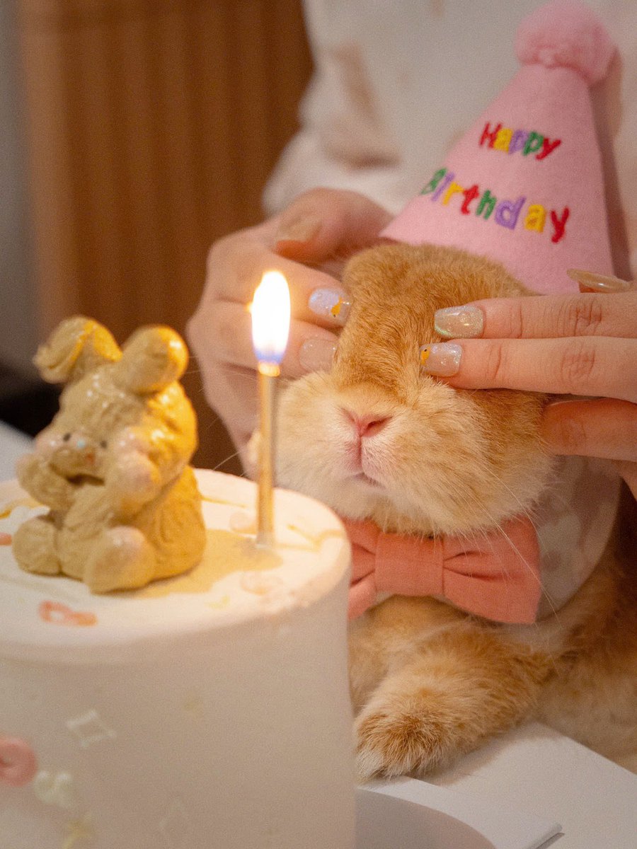 Why you should have a rabbit (@shouldhaverabit) on Twitter photo 