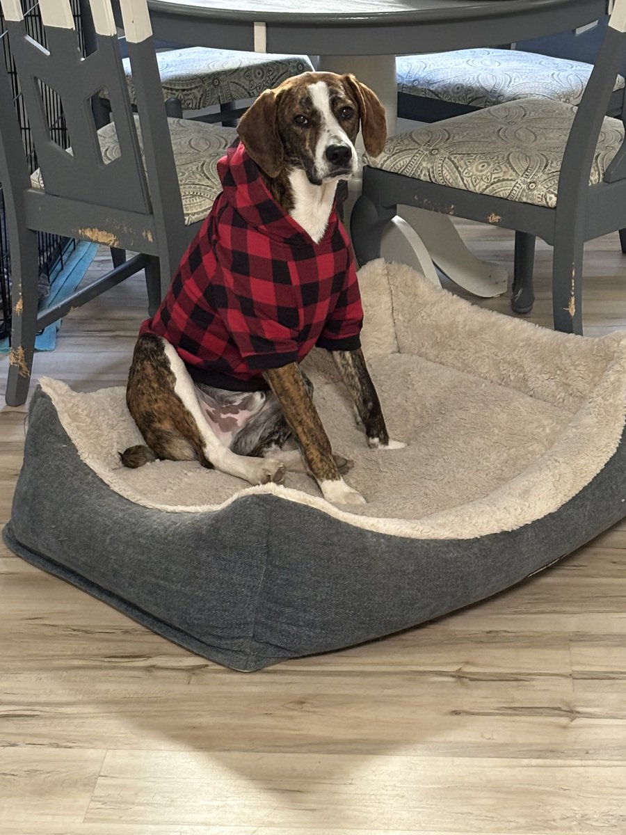 terrye_thorp's tweet photo. Tried Journey’s sweater on Remy… it’s a bit small and a LOT short… he didn’t mind wearing it though, so that’s promising
#Journey #Remy #sweater #socute #waytooshort https://t.co/BptrbWVhWP