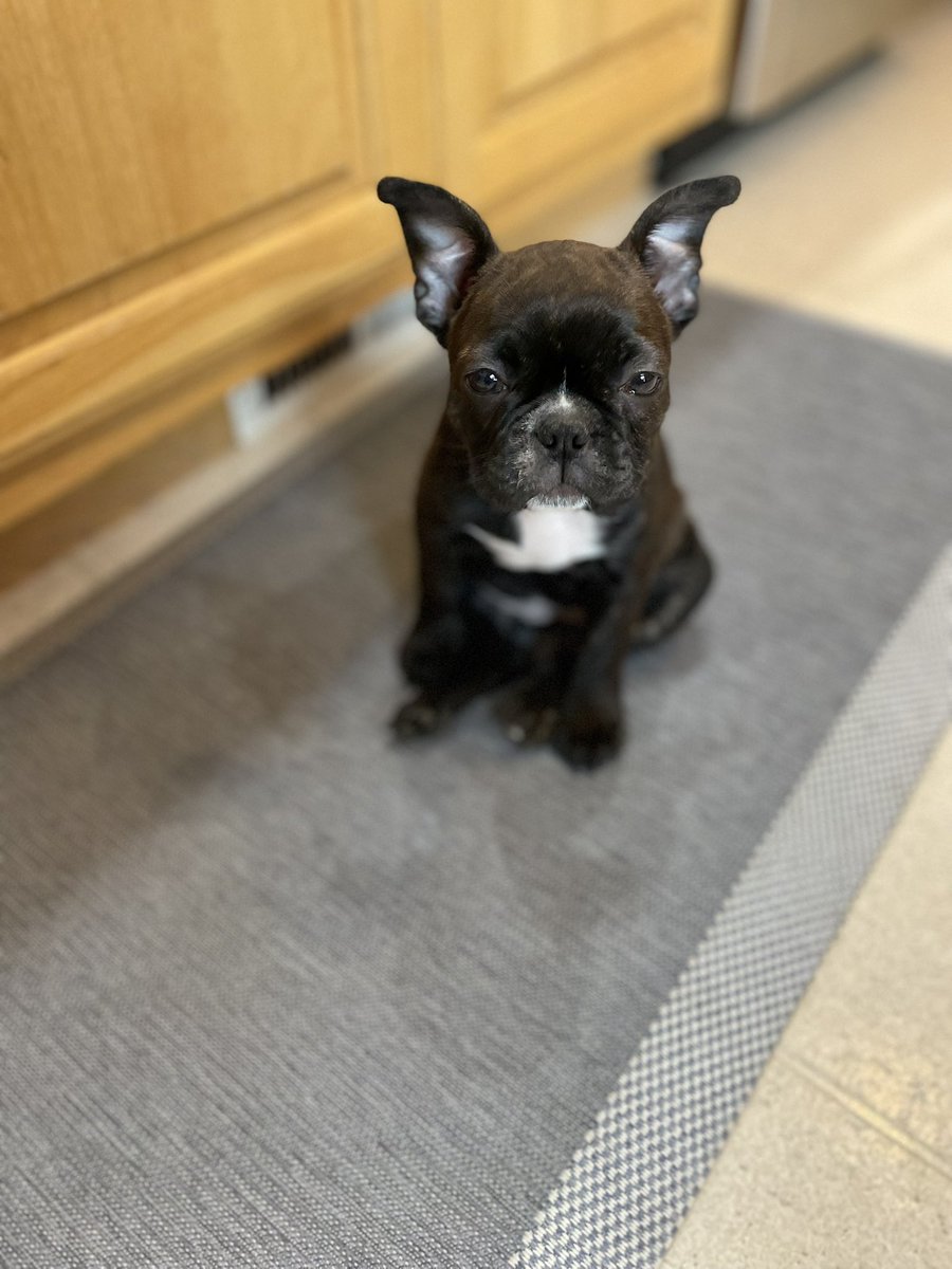 Akment's tweet photo. @KellyScaletta 9 week old frenchton- Midge 🩷 https://t.co/YLOjzGQLiW