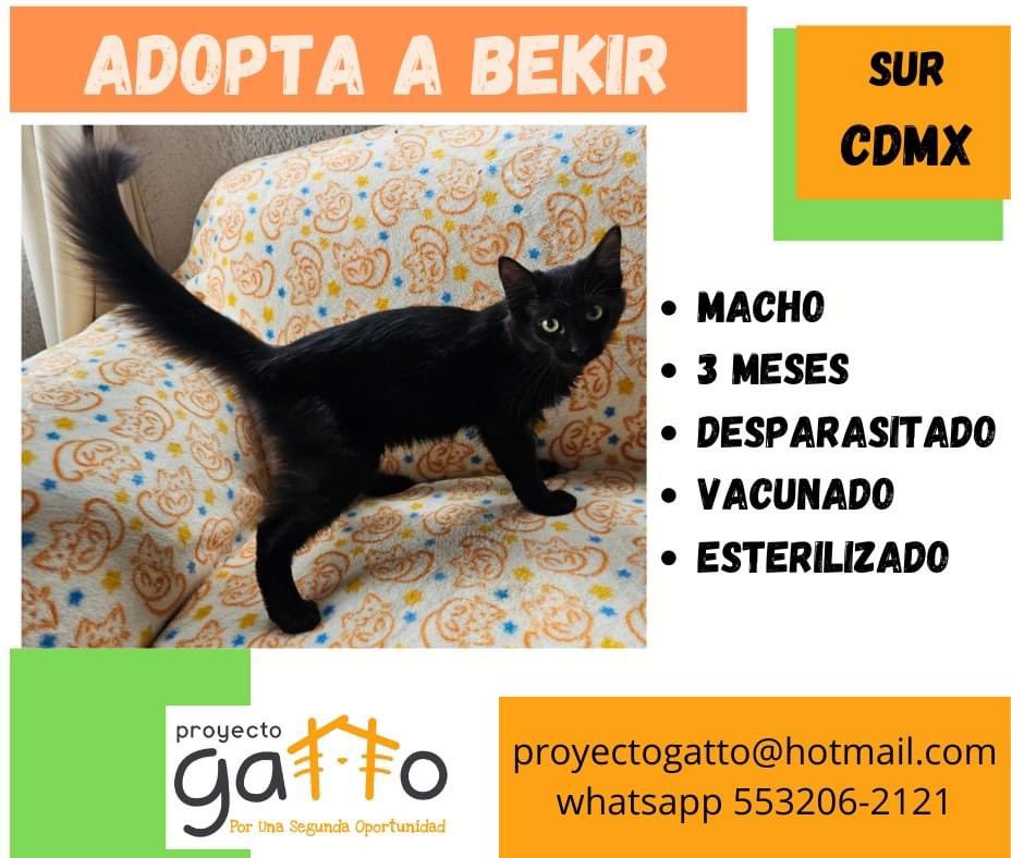 proyecto_gatto's tweet photo. @lagateria Todos nuestros gatitos buscan una hermosa familia… quizás tú puedas darles una oportunidad… a cuál te vamos a presentar??? #porunasegundaoportunidad #catsofinstagram #cats #cat #catlover #adoptanocompres #gatosdeinstagram #gatitos #love #rt https://t.co/Tt6HB4pZFY