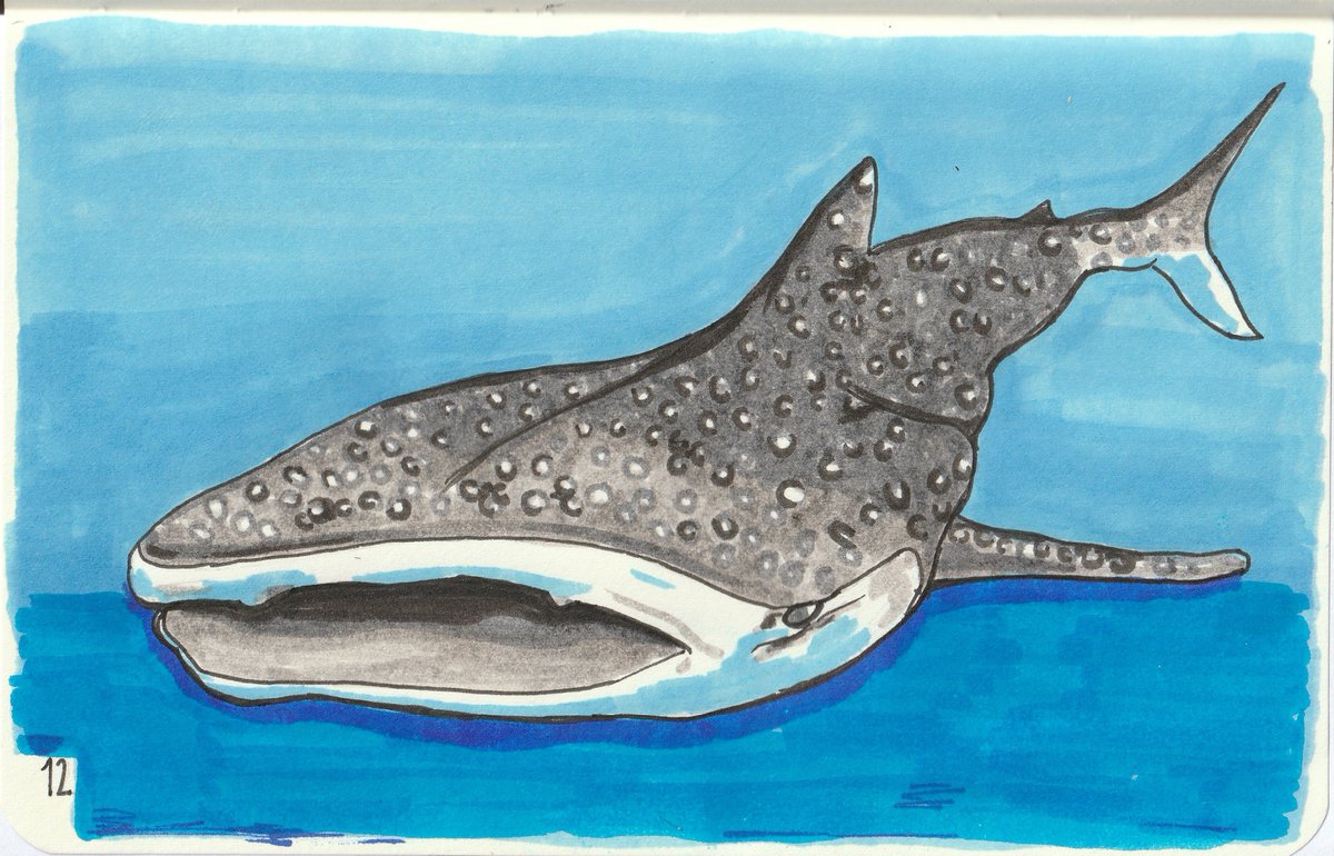 Dan_Almeida_Art's tweet image. inktober 2018 sketches 9-12;
9 - Precious
10 - Flowing
11 - Cruel
12 - Whale

prompts from official inktober 2018 list
#Inktober #inktober2018 #sketches #art #sketchart #fanart #catwoman #dccomics #thebatman2004