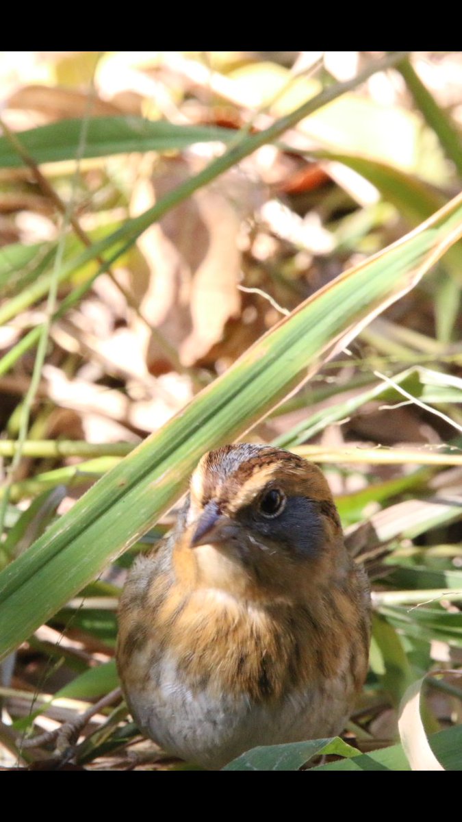 Beautiful Nelson's sparrow ealier today @ the central park pool #birdcpp #birdcp